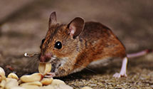 24 Hour & Emergency Exterminators in Rocky Mount, NC